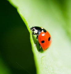Ladybug on a leaf. Beautiful nature