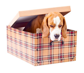 beagle in box