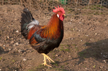 Coq gaulois doré - Gallus gallus domesticus - 