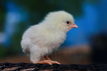 White leghorn chick standing on the black net.
