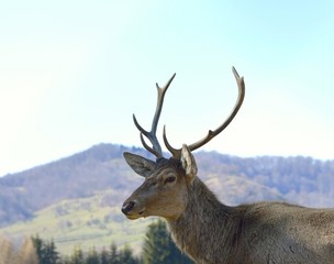 Red deer (Cervus elaphus) portrait