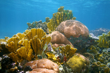 Underwater landscape healthy coral reef of the Caribbean sea