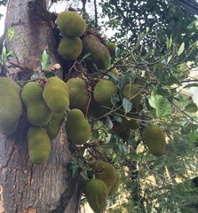 Jackfruit