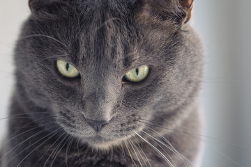 closeup portrait of british shorthair cat