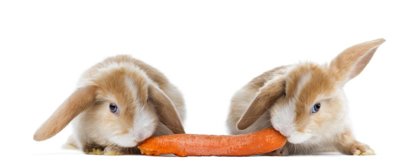 Rabbits eating a carrot © Eric Isselée