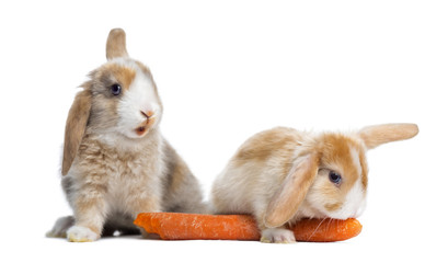 Rabbits eating a carrot