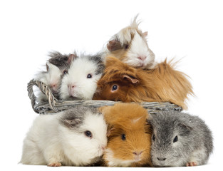 Group of guinea pig in a basket and three are lying in front of