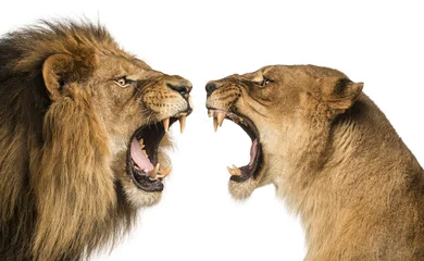 Foto auf Acrylglas Nahaufnahme eines Löwen und einer Löwin, die sich gegenseitig anbrüllen © Eric Isselée