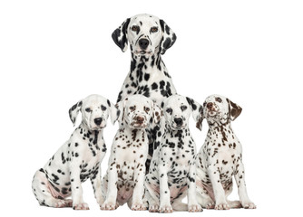Mother Dalmatian sitting behind her puppies