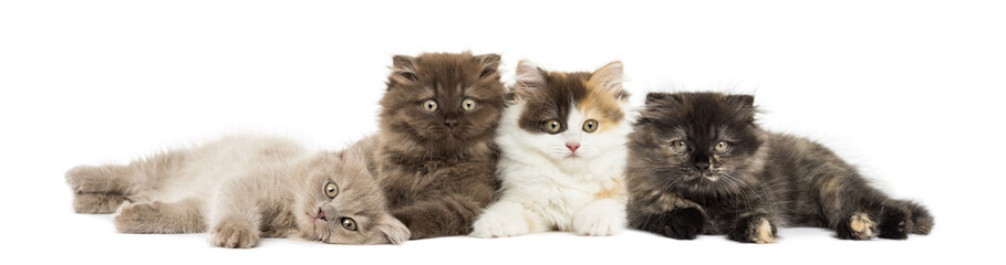 Higland straight and fold kittens lying together