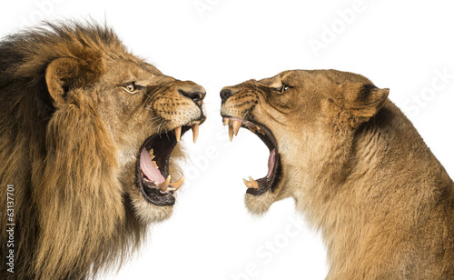 львица рык клыки пасть the lioness roar fangs mouth скачать