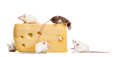 mouse on top of a big piece of cheese