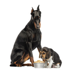 Doberman Pinscher sittingand looking down at a beagle puppy