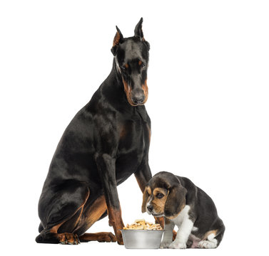 21 563 Best Doberman Puppy Images Stock Photos Vectors Adobe Stock