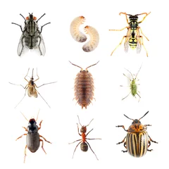 Foto op Plexiglas Garden pests. Collection of the insects on a white background. © Kletr