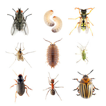 Garden pests. Collection of the insects on a white background.