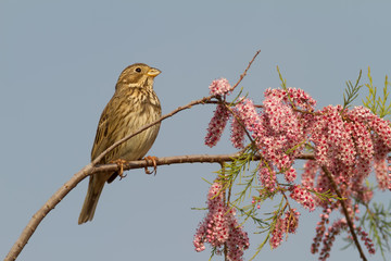 Corn Bunting At Spring