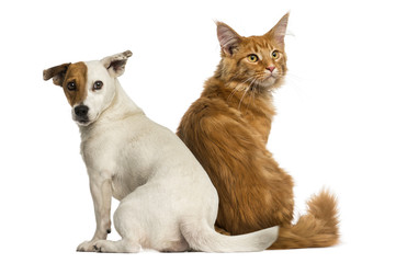 Fototapeta premium Rear view of a Maine Coon kitten and a Jack russell sitting