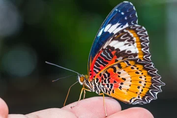 Crédence de cuisine en verre imprimé Papillon Papillon chrysope léopard mâle