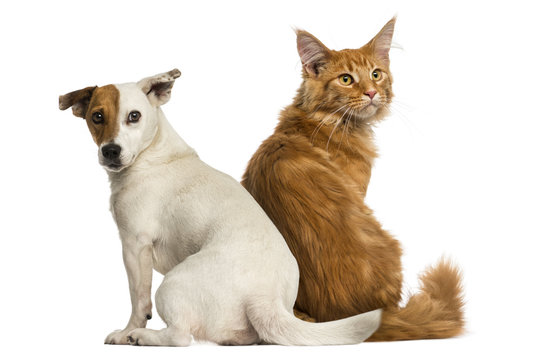 Rear view of a Maine Coon kitten and a Jack russell sitting