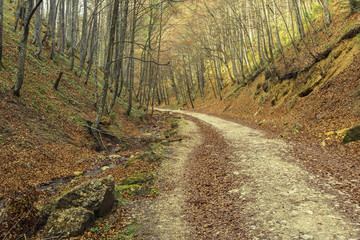 Fototapeta premium Hiking path in the forest in spring