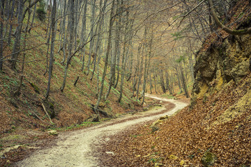 Fototapeta premium Winding pathway in dense deciduous forest in the spring
