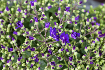 Fototapeta premium Purple flowers