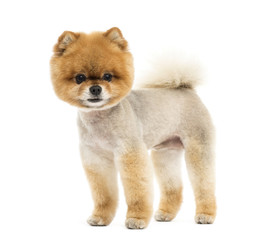 Groomed Pomeranian dog standing and looking at the camera