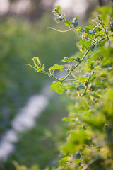 Melon vine leaves with bud close up macro background