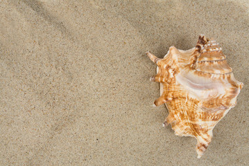 Fototapeta na wymiar sea shells on sand and empty space for your text