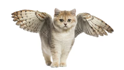 Deurstickers Winged cat © Eric Isselée