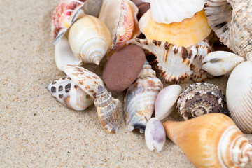 sea shells on sand and empty space for your text