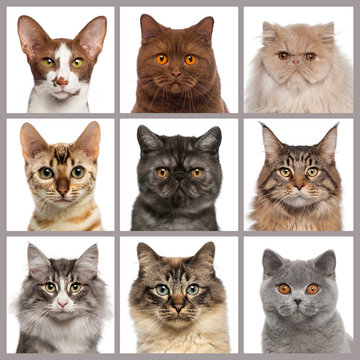 Nine cat heads looking at the camera