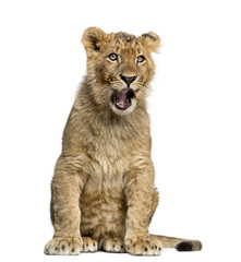 Obraz na płótnie Canvas Lion cub sitting and yawning