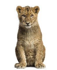 Fototapeta premium Lion cub sitting and looking at the camera