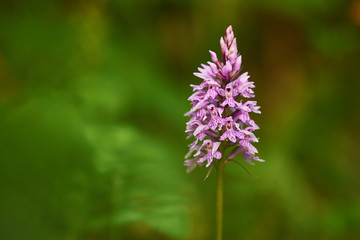 orchid in horizontal