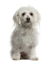 Old Maltese sitting and looking away