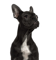 Close-up of a French Bulldog looking away