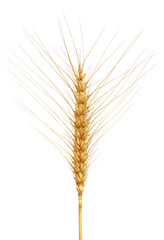 Wheat over white background