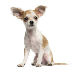 Chihuahua puppy sitting and looking away