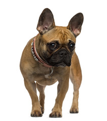 French Bulldog standing and looking at the camera