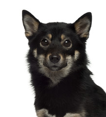 Close-up of a Shiba Inu looking at the camera