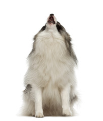 German Spitz sitting and howling