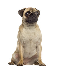 Pug sitting and looking away