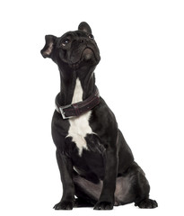 Fototapeta premium French Bulldog sitting and looking up