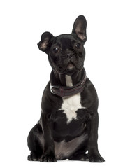 French Bulldog sitting and looking