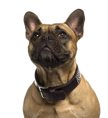 Close-up of a French Bulldog looking up