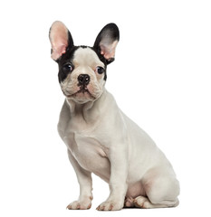 French Bulldog puppy sitting and looking