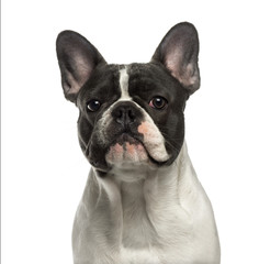 Close-up of a French Bulldog looking
