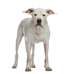 Obraz premium Dogo Argentino standing and looking at the camera